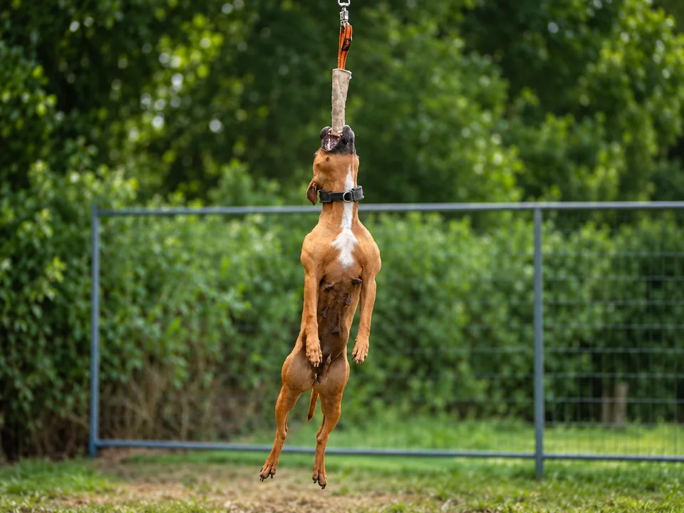 Highjump dog reaching upward for the toy