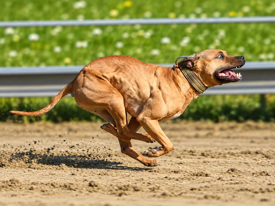 Sprint dog running at full speed on the track